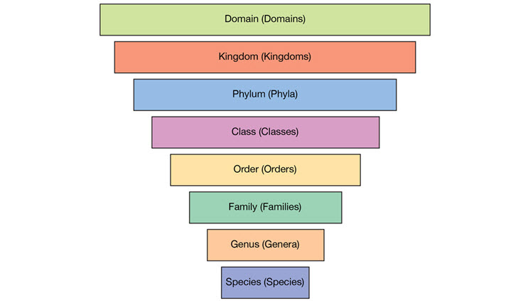 Biology Taxonomy